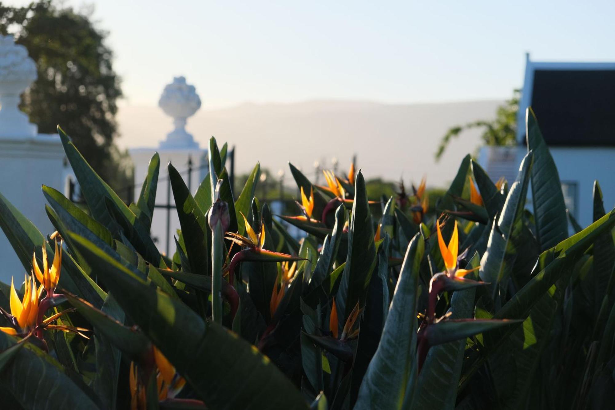Adara Palmiet Valley Luxurious Boutique Farm Hotel Paarl Exterior foto
