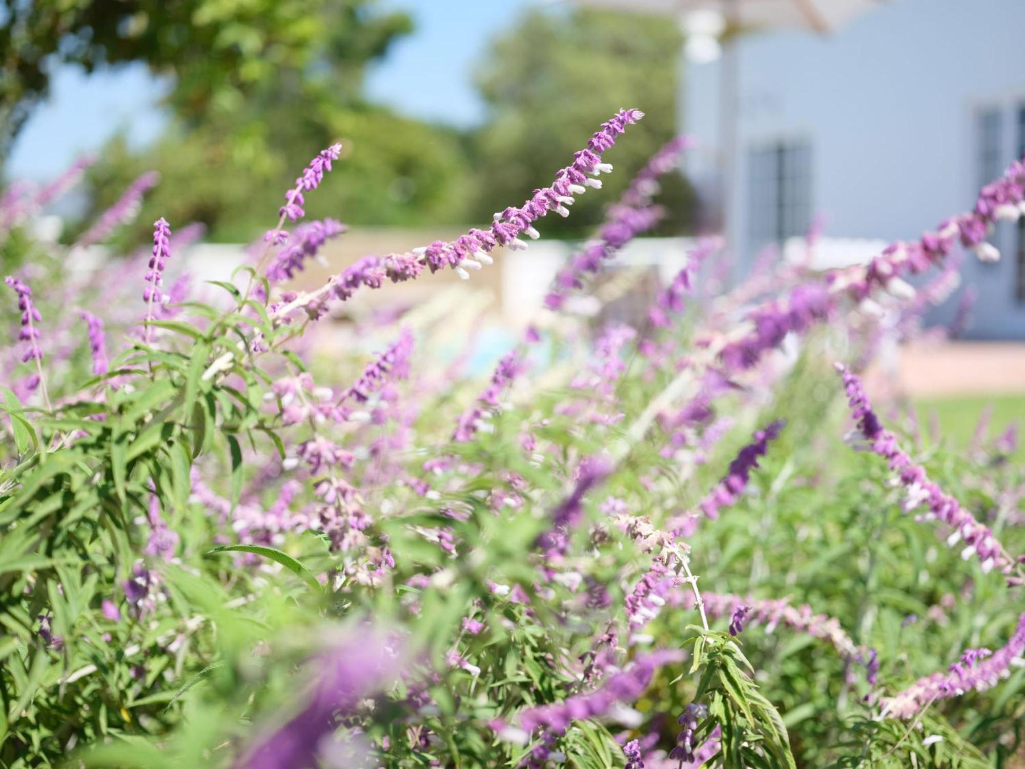 Adara Palmiet Valley Luxurious Boutique Farm Hotel Paarl Exterior foto